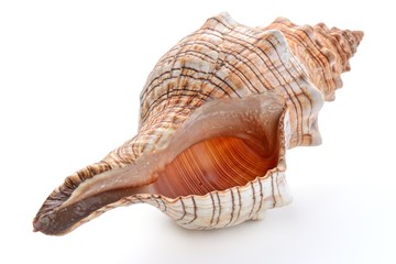 sea shell isolated on white - 109206541