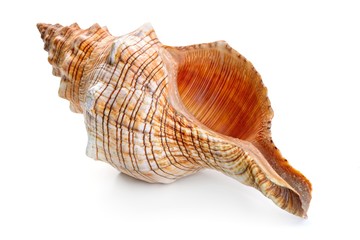 sea shell isolated on white - obrazy, fototapety, plakaty