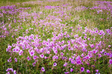 Blooming purple field.