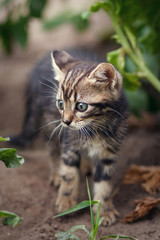 Obraz premium little kitten walking on the garden