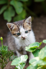 little kitten walking on the garden
