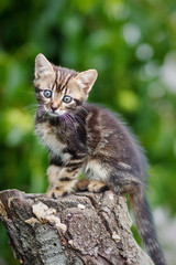 Naklejka na ściany i meble stripes brown cute kitten sitting on a stump