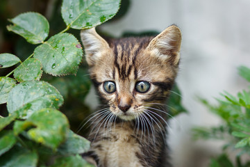 Obraz premium brown stripes cute kitten walking on the grass