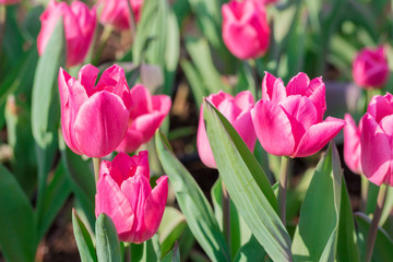 Beautiful pink tulips in flowers garden.