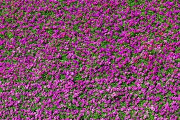 Photo sur Plexiglas Pansies Beautiful pansy colorful flowers pattern background