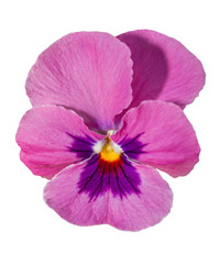 Viola purple Pansy Flower Isolated on White