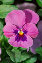 Viola purple Pansy Flower