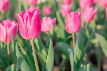 Obraz premium Beautiful pink tulips in flowers garden.