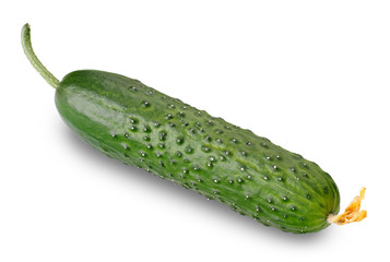 cucumber isolated on a white background with clippin path