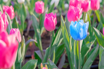 Striking blue flowering tulip differs from the many pink bloomin