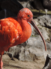 red ibis with black blackground