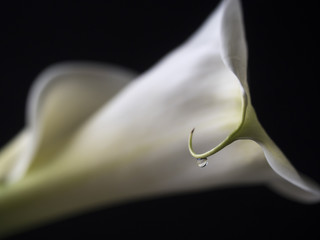 Zantedeschia aethiopica, calla lily