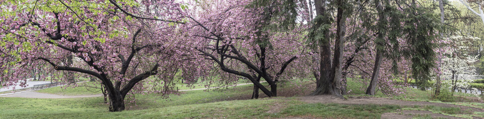 Fototapeta na wymiar Prunus serrulata or Japanese Cherry