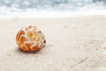 Sea shell on sandy beach