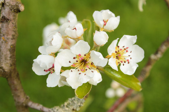 Birnbaumblüten im Frühling
