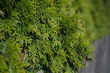 Green plant wall 