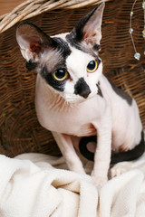  Sphynx Cats Inside a Wooden Basket Looking Up.