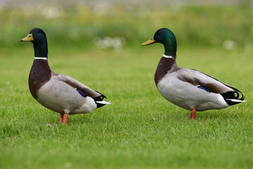 Mallard, Duck, Anas platyrhynchos