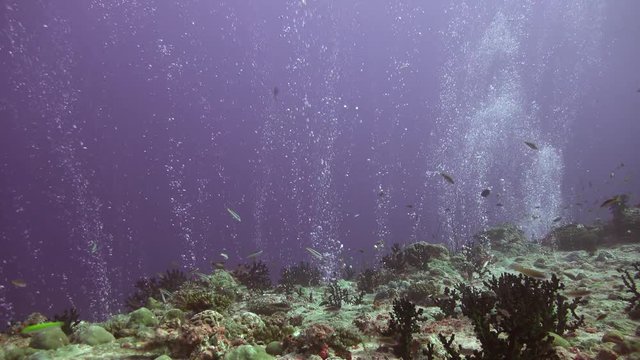 Фейерверк  дайверских пузырей над коралловым рифом. Дайвинг на рифах Мальдивского архипелага.