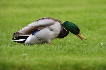 Mallard, Duck, Anas platyrhynchos