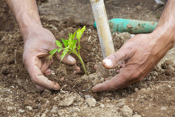 mani di un contadino che mette a dimora una pianta di pomodoro
