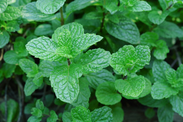 Mint leaves