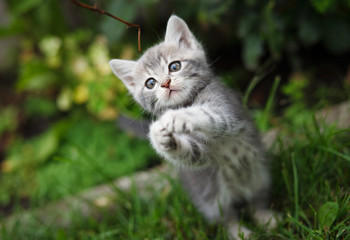 Naklejka na ściany i meble gray little kitten playing on the garden