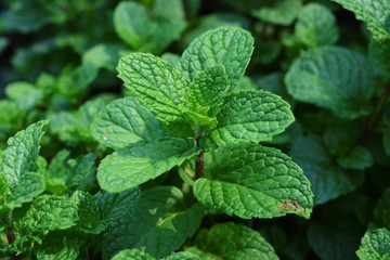 Mint leaves