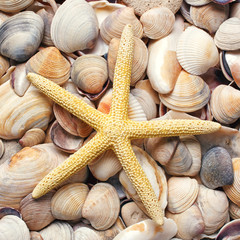 sea shells background.Starfish