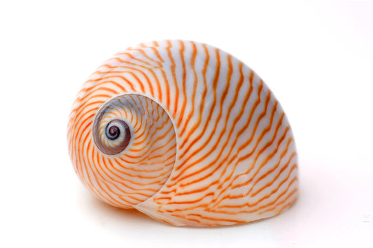 Gestreifte Mondschnecke Makroaufnahme