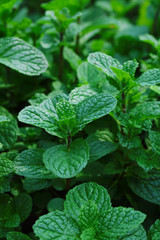 Mint leaves © mamsizz