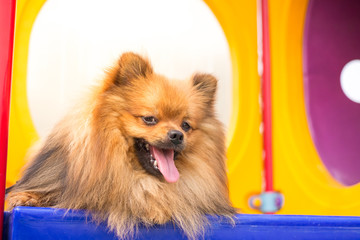 Pomeranian dog on playground