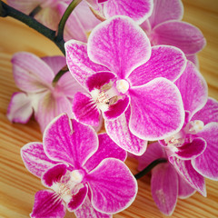 branch of pink orchids  on wooden background