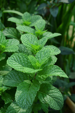 Mint leaves