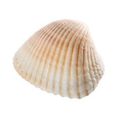 Sea shell isolated on white background