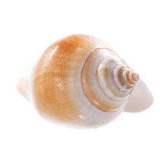 Sea shell isolated on white background
