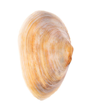 Sea shell isolated on white background