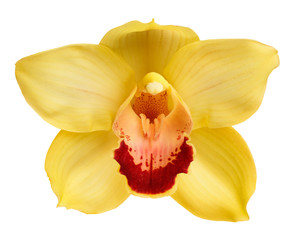 Obraz na płótnie Canvas Closeup of Center yellow orchid isolated on a white background