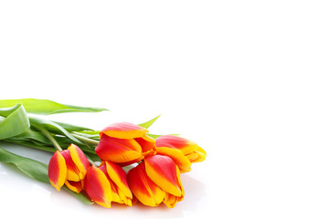 bunch of tulips  on white background