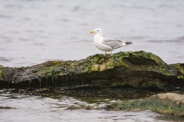 Fototapeta na wymiar Seagull sitting on a rock towering above the water surface