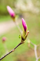 Magnolia plant blooms in spring on a sunny day