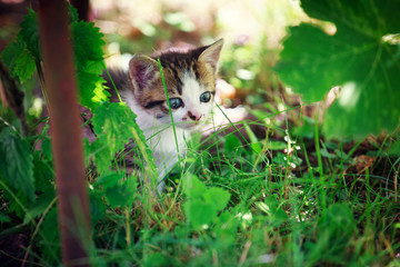 Cute little cat playing on the grass