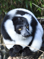 black and white colored lemur in a bamboo forest. close-up of a madagascar meerkat.