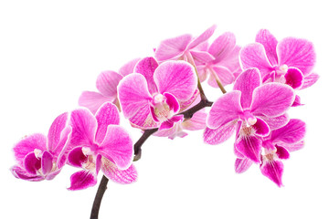 Plakat branch of pink orchids isolated on a white background