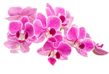 Fototapeta premium branch of pink orchids isolated on a white background