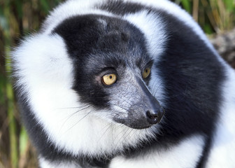 Fototapeta premium black and white colored lemur in a bamboo forest. close-up of a madagascar meerkat.