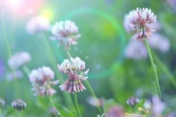 Łąka.Delikatne kwiaty koniczyny w zbliżeniu, skąpane w świetle  © polmus