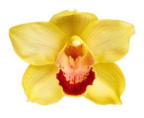 Fototapeta na wymiar Closeup of Center yellow orchid isolated on a white background