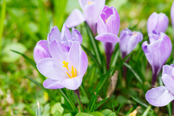 Obraz na płótnie Canvas Group of Purple crocus (crocus sativus) with selective/soft focu