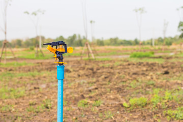 The plants in the garden.